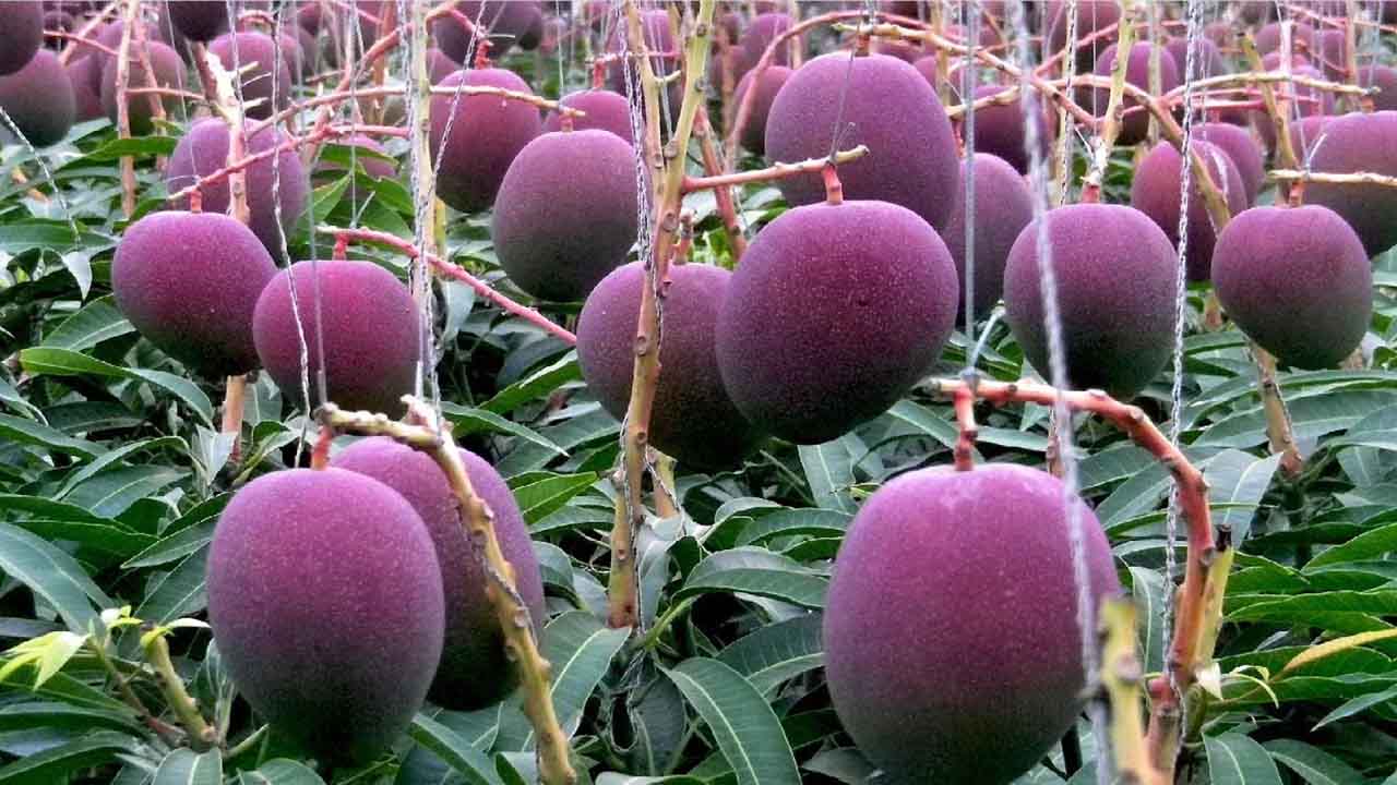 Miyazaki Mango