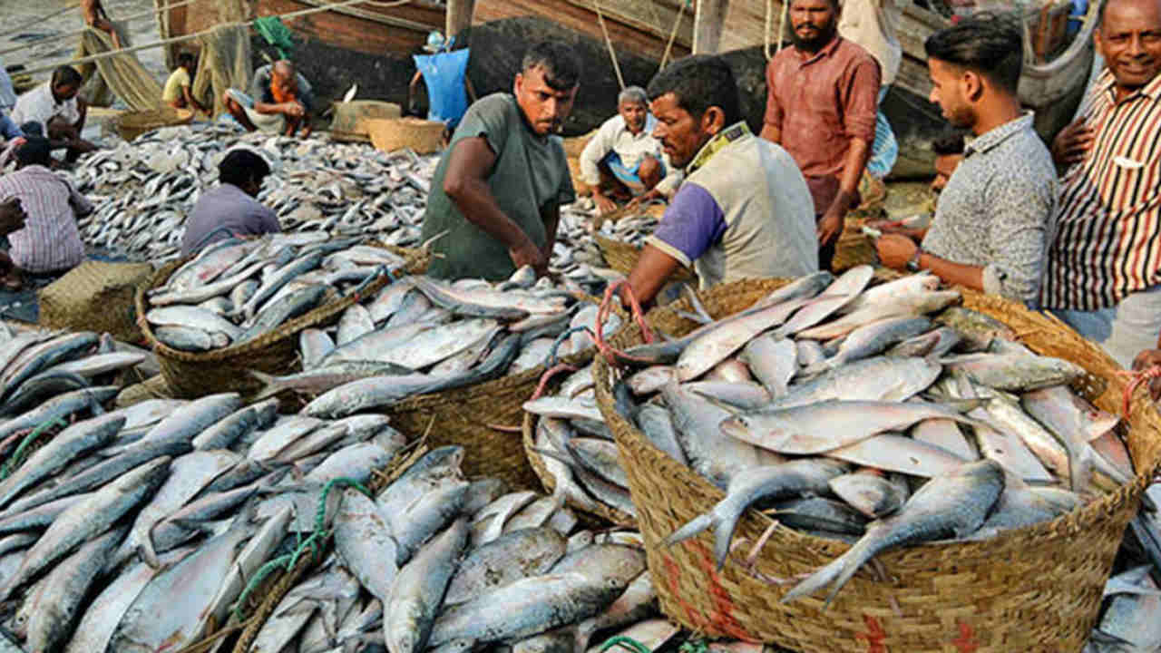 Hilsa fish