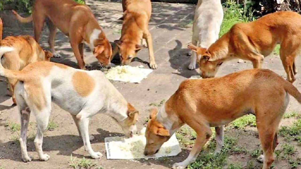 Mid Day Meal