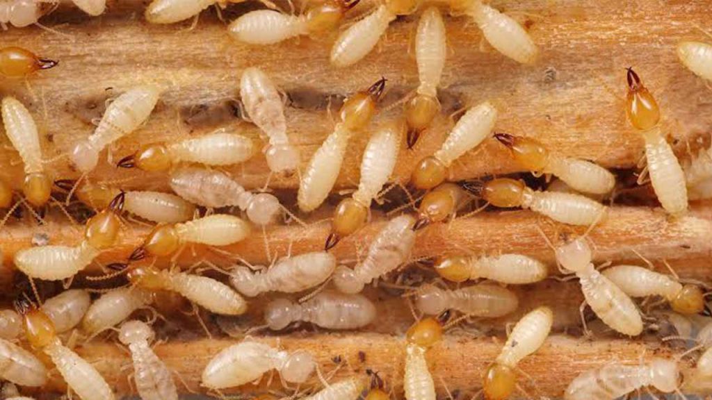 How to Get Rid of Termites