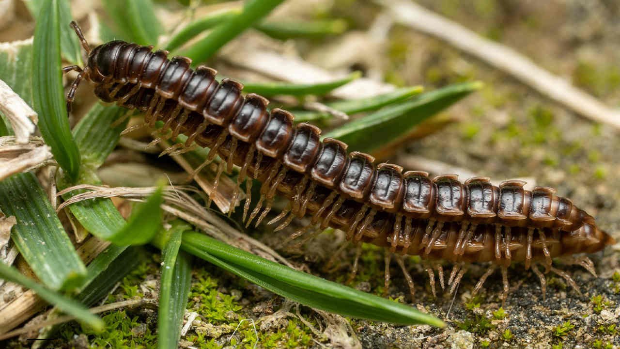 Millipede Remedy: কেন্নোর উৎপাত? বর্ষায় কেন্নো ঢুকছে ঘরে? ঘরে থাকা জিনিসেই মিলবে মুক্তি, ব্যবহার করুন এই সহজ টোটকা