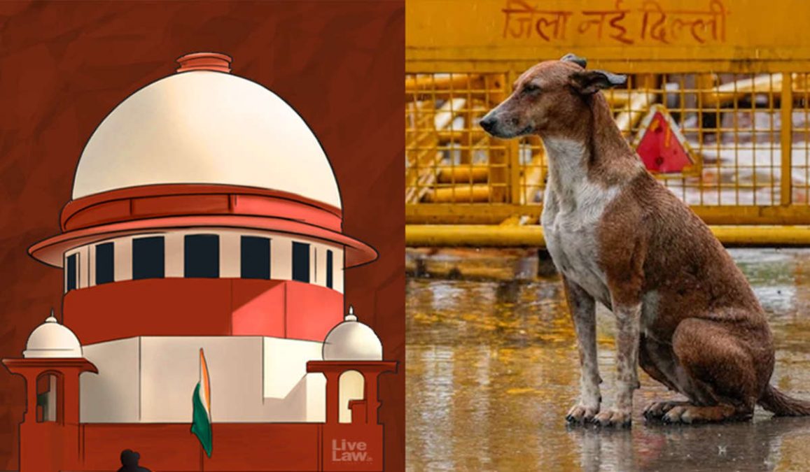 Delhi Stray Dogs
