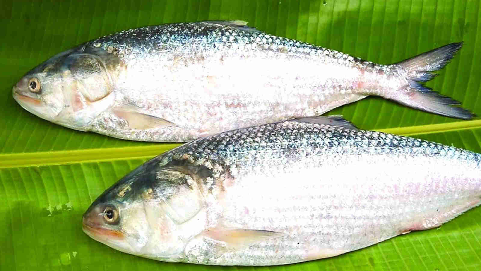 Padma Hilsa Buying Tips