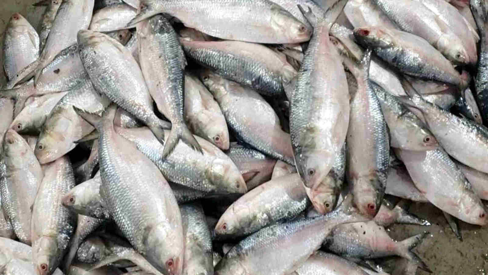 Padma Hilsa Buying Tips