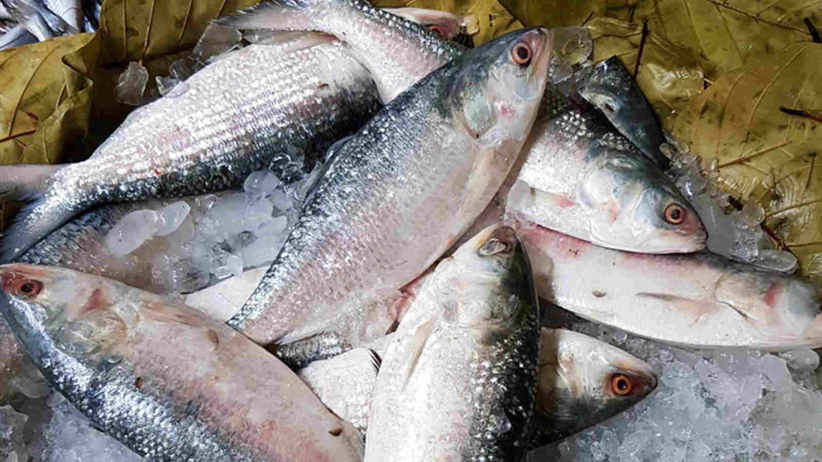 Padma Hilsa Buying Tips