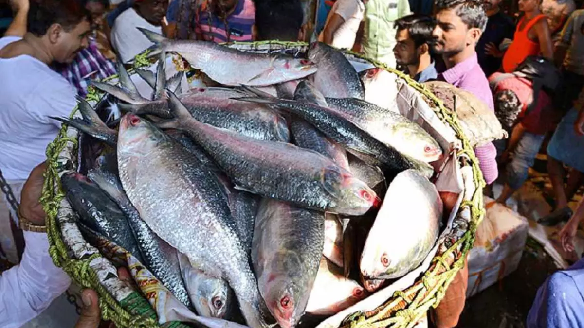 Padma River Ilish